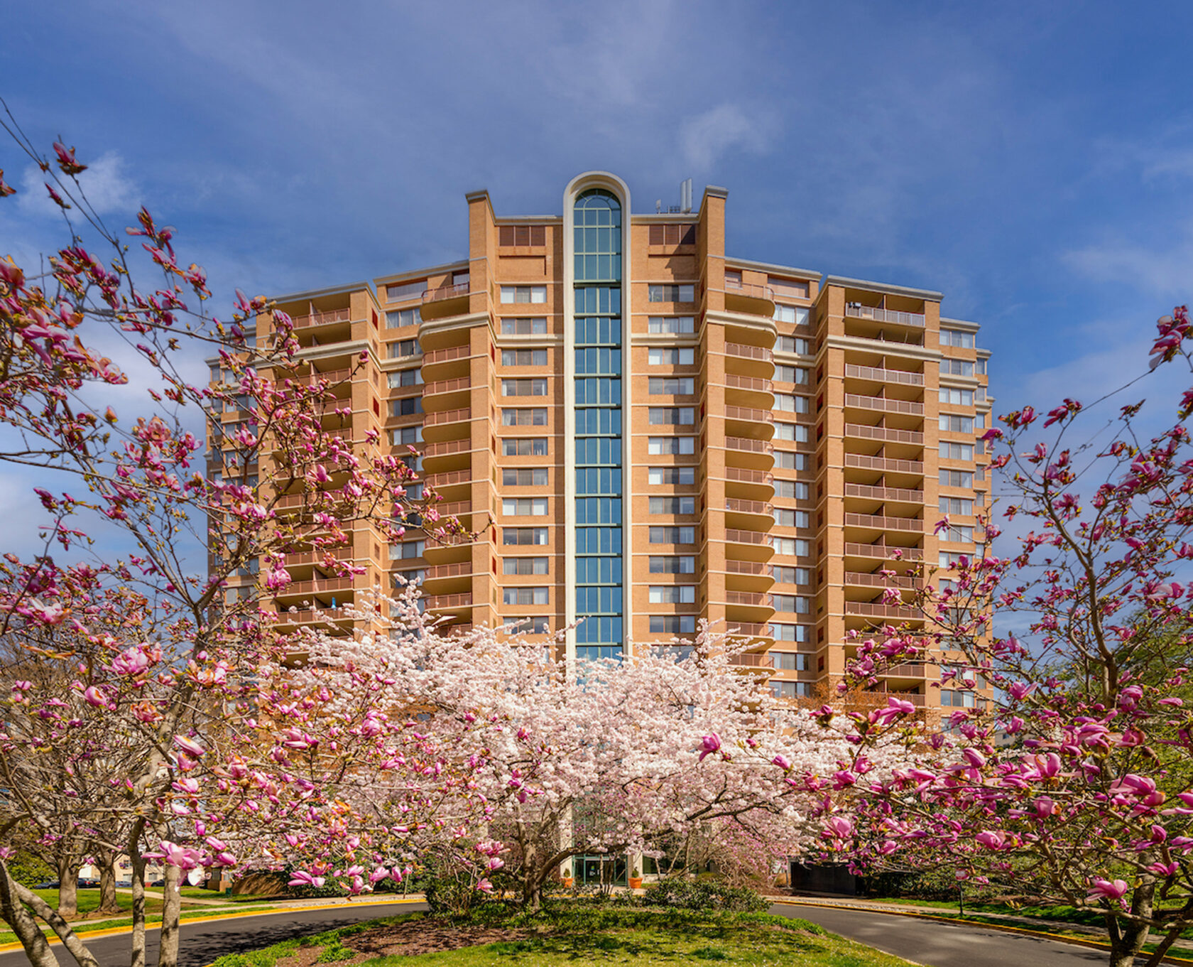 The building in the background with blooming pink magnolia and cherry trees lining the drive in the foreground.